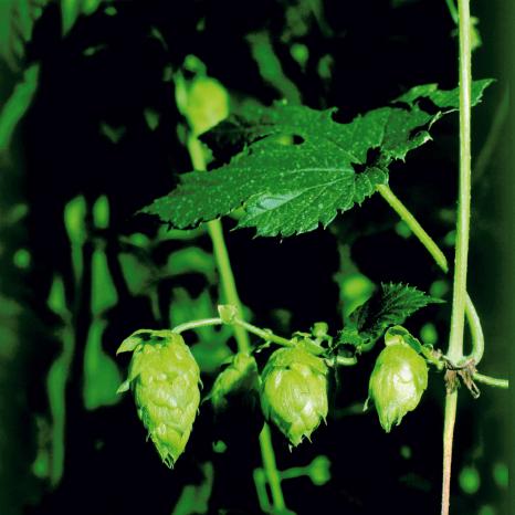 Hopfenblüten