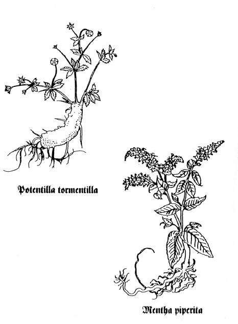Blutwurz und Pfefferminze