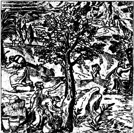 Weihrauch-Ernte nach mittelalterlicher Darstellung