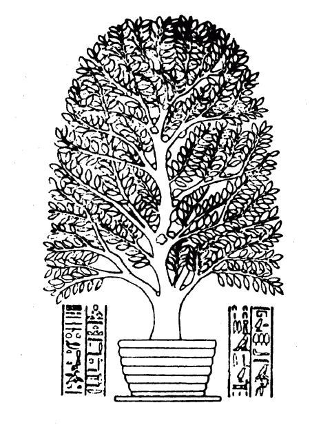 Weihrauch-Baum nach altägyptischer Darstellung